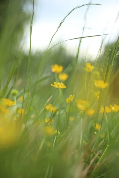 Detail Der Blühenden Gelben Ranunkeln Der Natur — Stockfoto