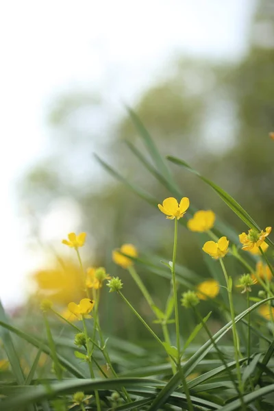 Wszystko Kwitnących Żółty Jaskry Naturze — Zdjęcie stockowe