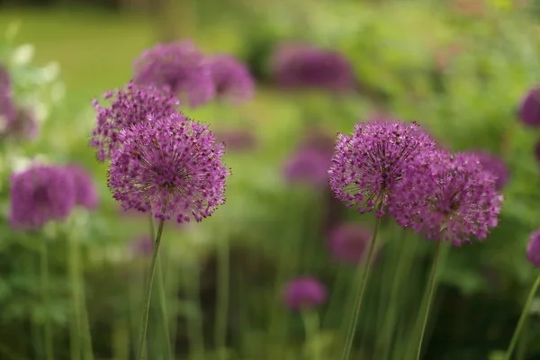 Blooming violet onion plant in garden. Flower decorative onion. Close-up of violet onions flowers on summer field.. Violet allium flower allium giganteum. Beautiful blossoming onions. Garlic flowers