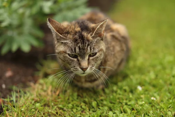 Gatto Strisce Sdraiato Giardino Gatto Piccolo Mammifero Carnivoro Addomesticato Con — Foto Stock