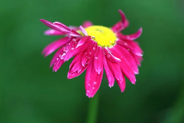 粉红色雏菊的细节在花园里 — 图库照片