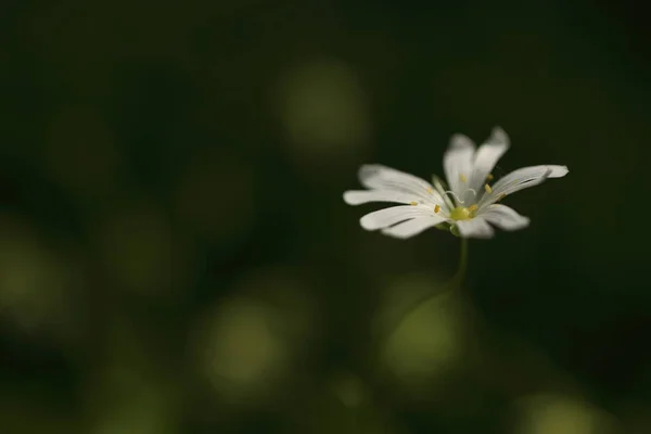 Macro Détail Fleur Blanche Avec Fond Flou — Photo