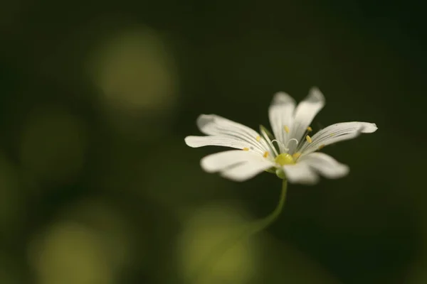 Macro Détail Fleur Blanche Avec Fond Flou — Photo