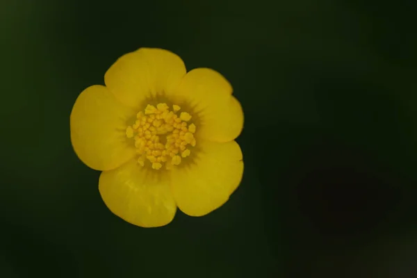 Fleur Jaune Fleurissant Dans Jardin Avec Fond Sombre — Photo