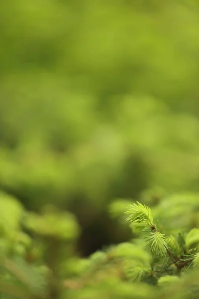 Forest Green Moss Macro Shot Low Depth Field — Stock Photo, Image