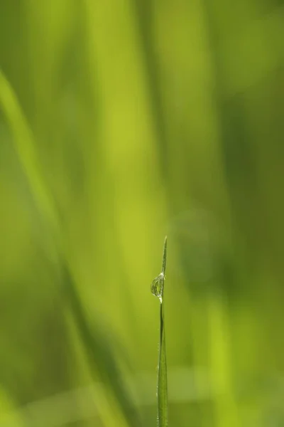 Macro Water Druppel Grass Blade Onscherpe Achtergrond — Stockfoto
