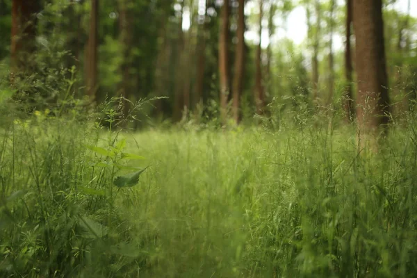 Detailed Abstract Meadow Grass Background Imacro Closeup Large Detailed Pattern — Stock Photo, Image