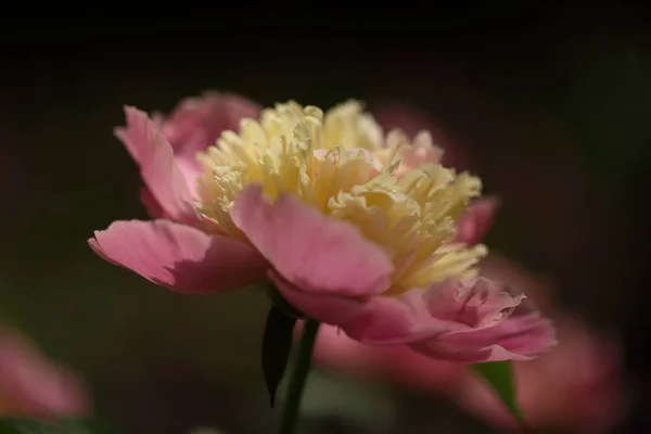 Detalj Stora Rosa Pion Många Kronblad Och Saftiga Blomma Bushen — Stockfoto