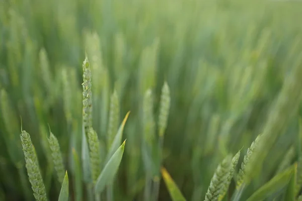 Frischer Grüner Weizen Auf Einem Getreidefeld Frühling — Stockfoto