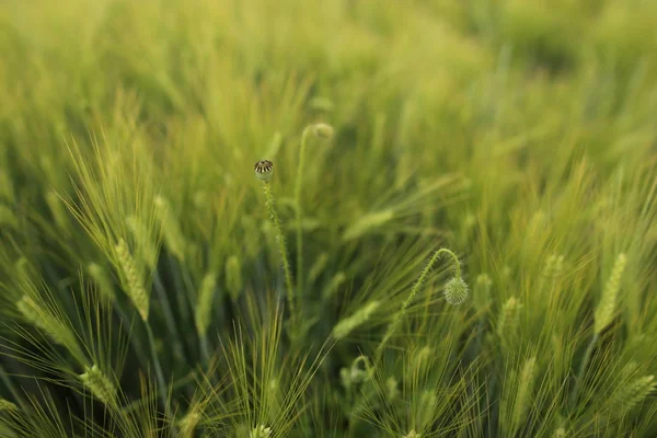Свіжа Зелена Пшениця Зерновому Полі Навесні — стокове фото