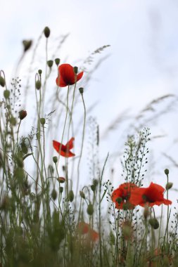 alanında bulunan geç çiçek haşhaş olabilir