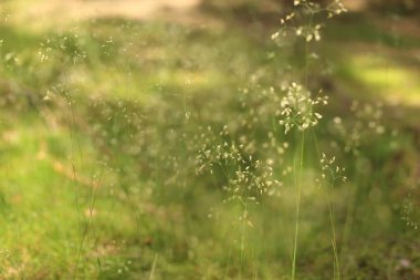 Soyut çayır çimen arka plan ayrıntılı. Desen Imacro Closeup, büyük Detaylı