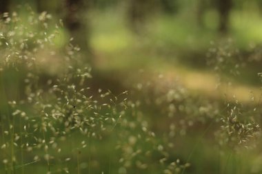Soyut çayır çimen arka plan ayrıntılı. Desen Imacro Closeup, büyük Detaylı
