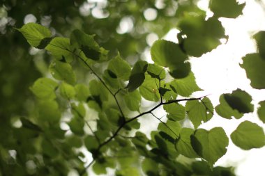 Yeşil ışıkta yaz aylarında bırakır.