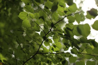 Yeşil ışıkta yaz aylarında bırakır.
