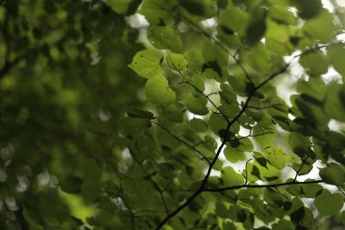Yeşil ışıkta yaz aylarında bırakır.