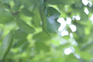 Yeşil ışık gökyüzü, yeşil arka plana karşı yaprakları