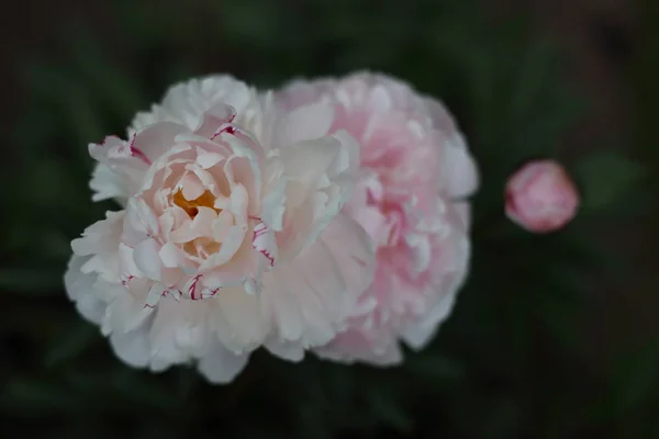 Detalj Blossom Med Rosa Pioner Trädgården — Stockfoto