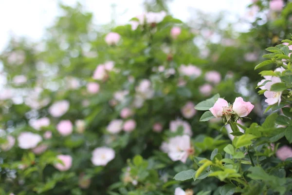 Bush Rosa Rosor Blommar Trädgården — Stockfoto