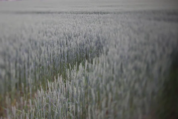 Wheat Field Almost Harvest Time — Stock Photo, Image