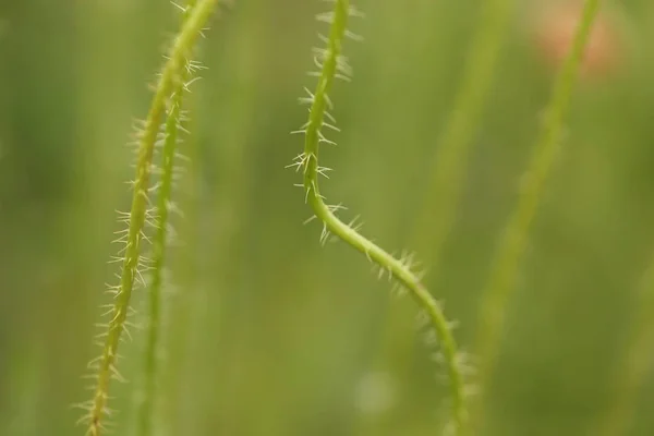 Vallmo Som Blommar Fält Sent Kan — Stockfoto