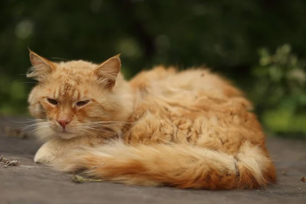 Zencefil Kedi Rahatlatıcı Bir Ahşap Tahta Üzerinde Bahçesinde — Stok fotoğraf