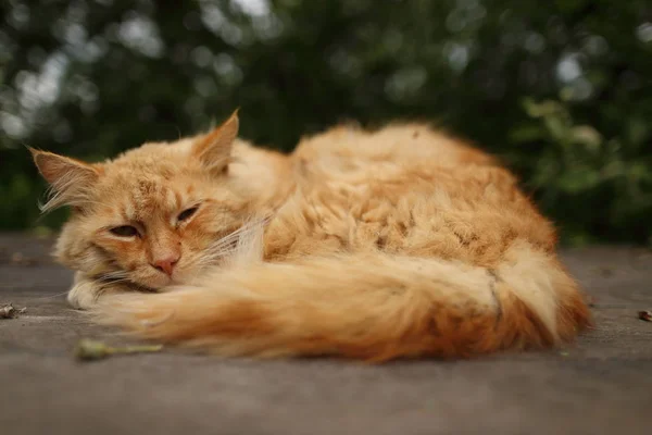 Γάτα Τζίντζερ Χαλαρώνοντας Στον Κήπο Ένα Ξύλινο Ταμπλό — Φωτογραφία Αρχείου