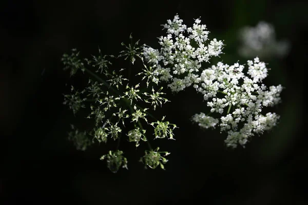 Gypsophila Geïsoleerd Zwarte Achtergrond Ondiepe Scherptediepte — Stockfoto