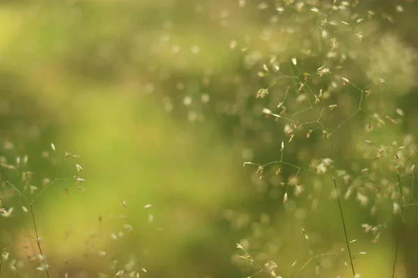 Detailed Abstract Meadow Grass Background Imacro Closeup Large Detailed Pattern — Stock Photo, Image