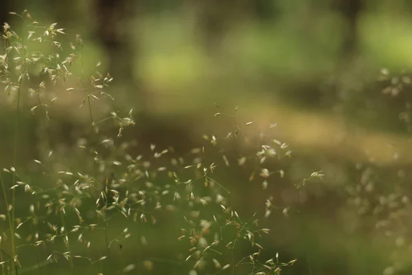 Detailed Abstract Meadow Grass Background Imacro Closeup Large Detailed Pattern — Stock Photo, Image