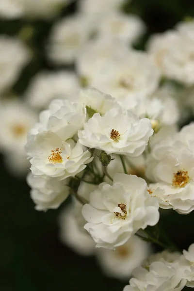 Detalle Rosas Blancas Jardín — Foto de Stock