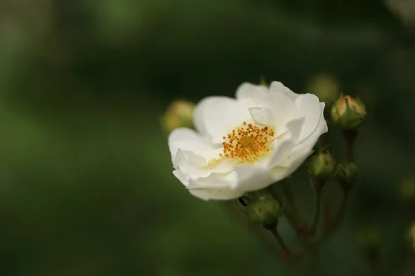 Szczegóły Białych Róż Ogrodzie — Zdjęcie stockowe