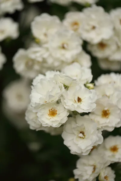 花园里白玫瑰的细枝末节 — 图库照片