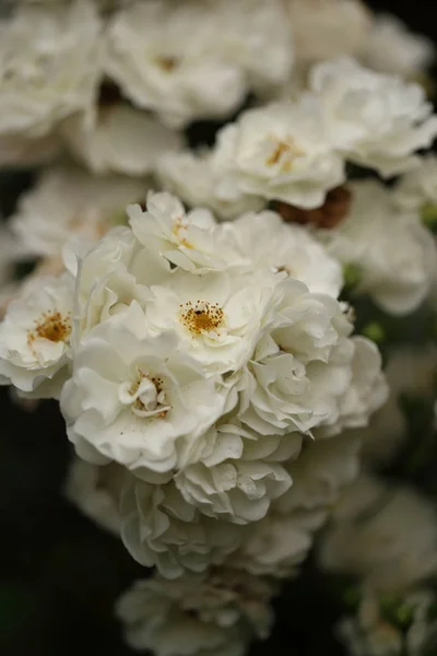 Detail White Roses Garden — Stock Photo, Image