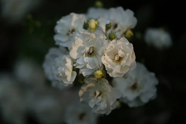 花园里白玫瑰的细枝末节 — 图库照片