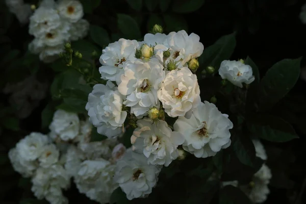 Detalhe Rosas Brancas Jardim — Fotografia de Stock
