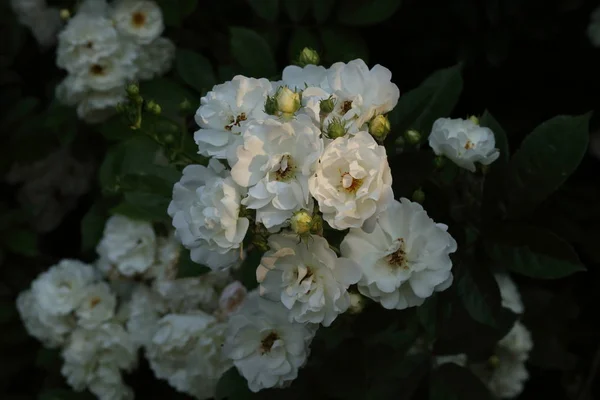 Detalj Vita Rosor Trädgården — Stockfoto