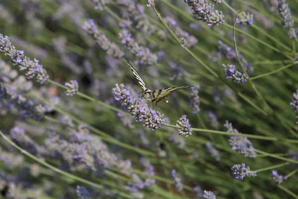 Sarı Swallowtail Kelebek Bahçe Çiçek Açan Lavanta Örnekleme — Stok fotoğraf