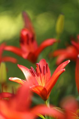 Güneşli bahçede parlak turuncu lily çiçek.