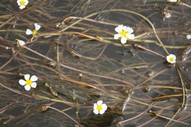 Derede beyaz çiçekleri