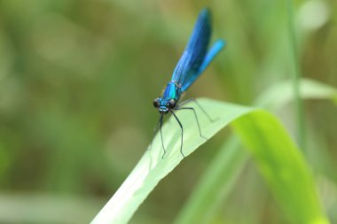 yaprak üzerinde mavi yusufçuk