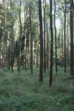 Orman ağaçları. doğa yeşil ahşap güneş ışığı arka planı.