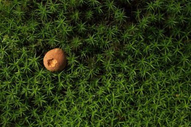 sonbahar yeşil yosun büyüyen küçük kahverengi çörek