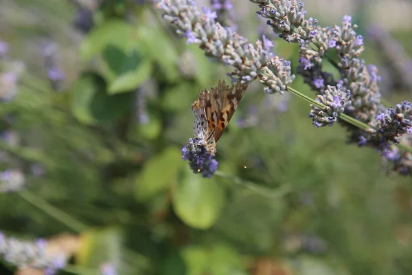 Żółty Swallowtail Motyl Pobierania Próbek Kwitnący Lawenda Ogrodzie — Zdjęcie stockowe