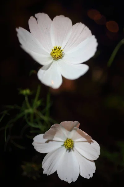 Naturalne Przetargu Biały Kwiat Ogrodzie — Zdjęcie stockowe