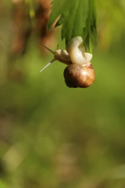 Escargot Macro Détaillée Dans Jardin — Photo