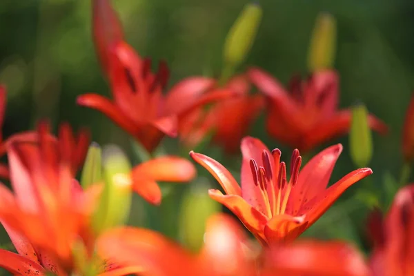 明亮的橙色百合花在阳光明媚的花园. — 图库照片