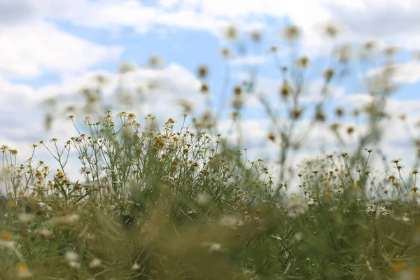 Green grass and chamomiles in the nature — Stock Photo, Image