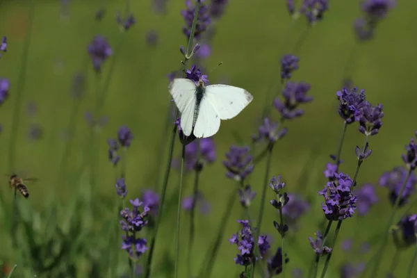 Zbliżenie zdjęcie motyla kapusta biała na lawendy. — Zdjęcie stockowe