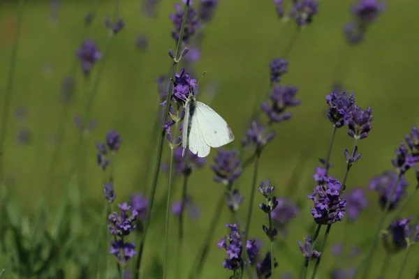 Zbliżenie zdjęcie motyla kapusta biała na lawendy. — Zdjęcie stockowe
